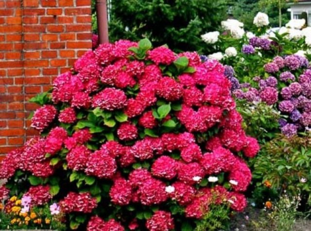 Red hydrangea: photo, varieties with names, planting and care