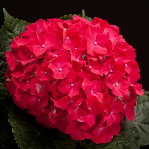 Red hydrangea: photo, varieties with names, planting and care