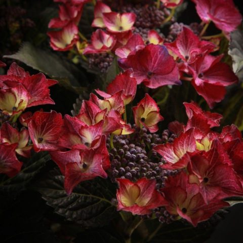 Red hydrangea: photo, varieties with names, planting and care