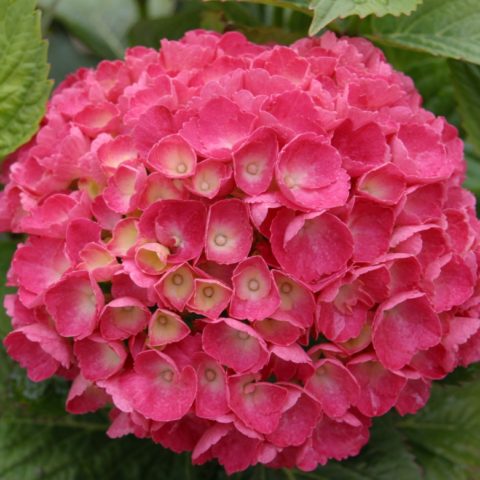 Red hydrangea: photo, varieties with names, planting and care