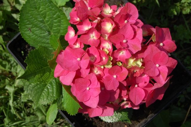 Red hydrangea: photo, varieties with names, planting and care