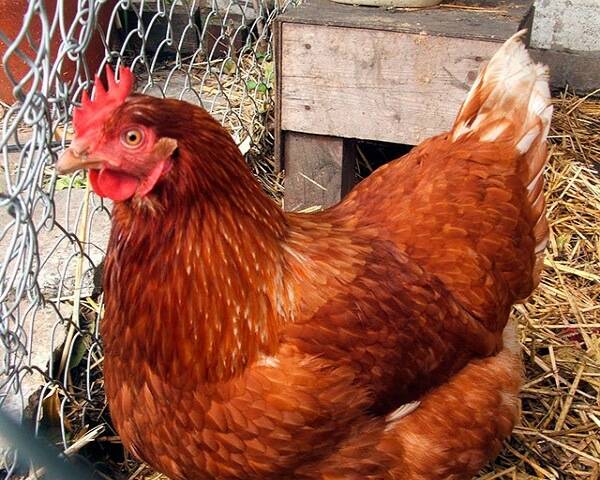 Red Kuban breed of chickens