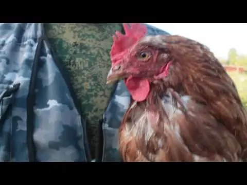 Red Kuban breed of chickens