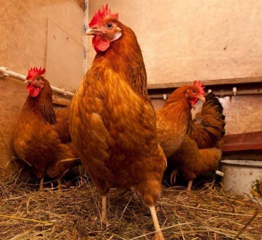 Red Kuban breed of chickens