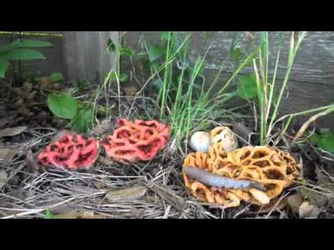 Red lattice mushroom: description and photo