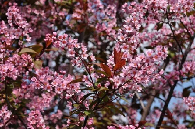 Red-leaved bird cherry: photos and reviews