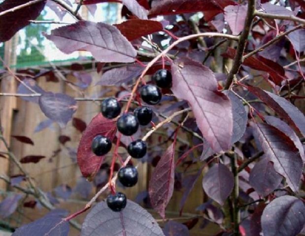 Red-leaved bird cherry: photos and reviews