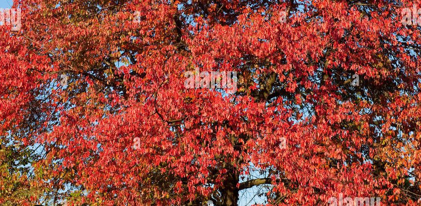 Red-leaved bird cherry: photos and reviews