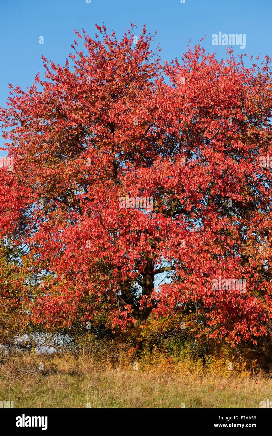 Red-leaved bird cherry: photos and reviews