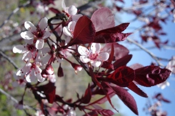 Red-leaved plum