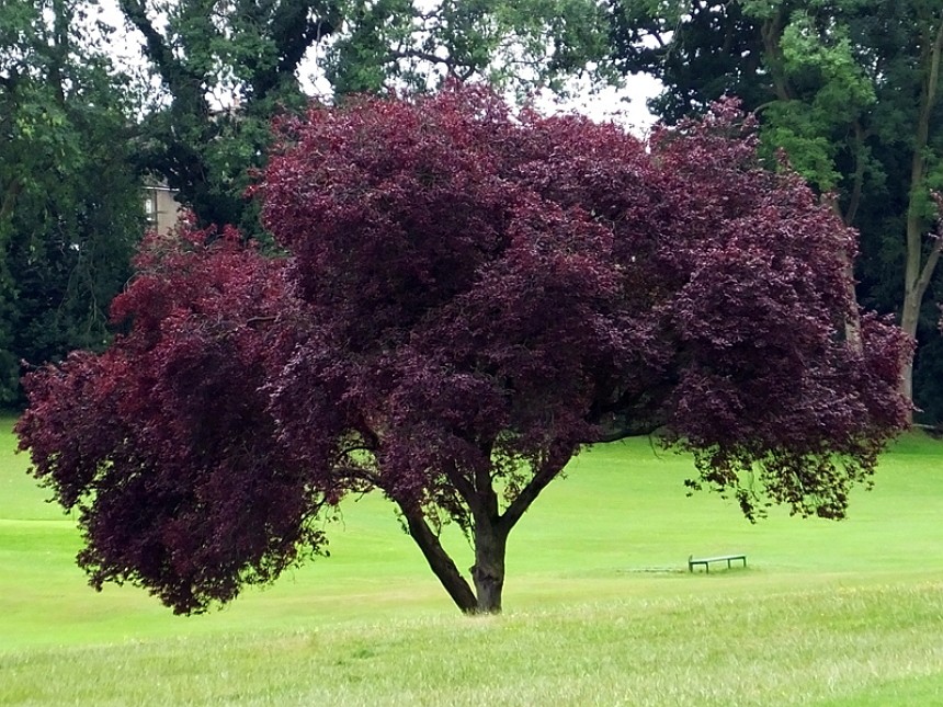 Red-leaved plum