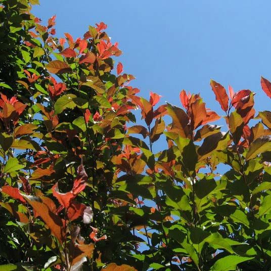 Red-leaved plum