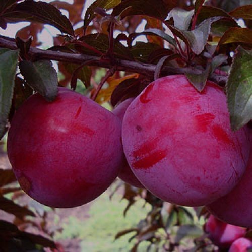 Red-leaved plum