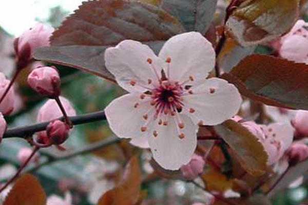 Red-leaved plum