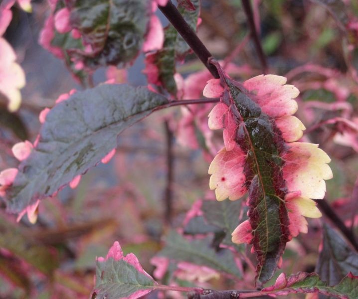 Red-leaved plum