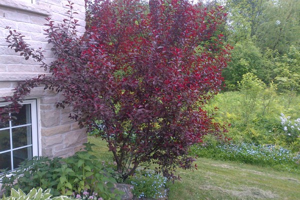 Red-leaved plum