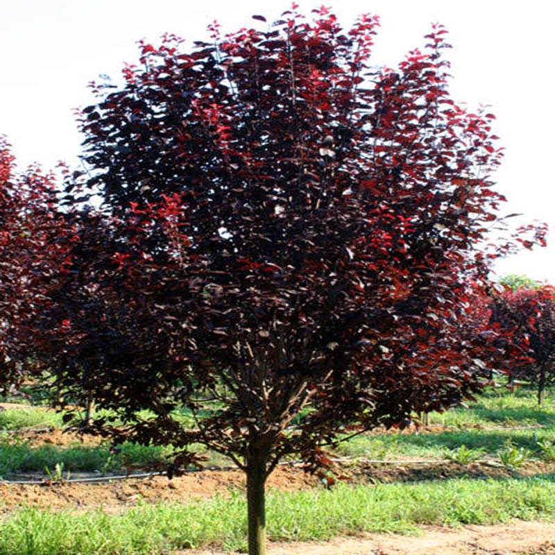 Red-leaved plum