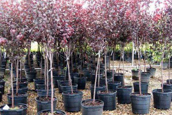 Red-leaved plum