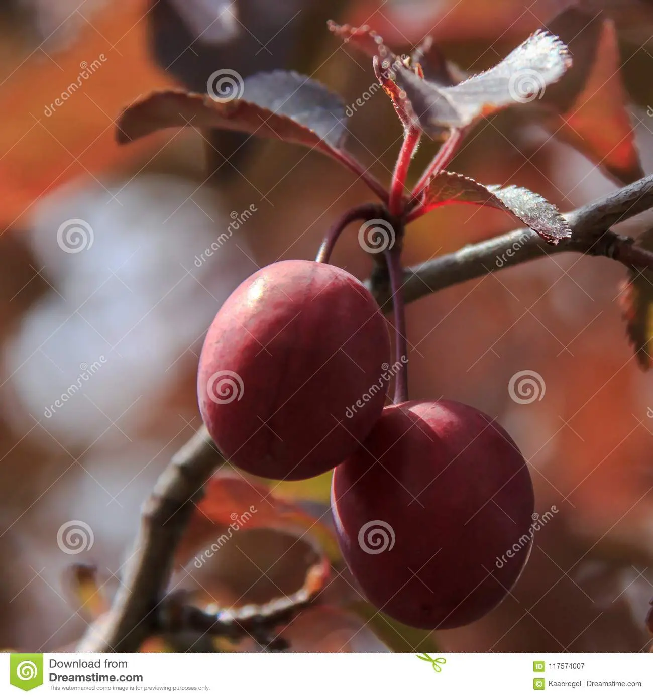 Red-leaved plum