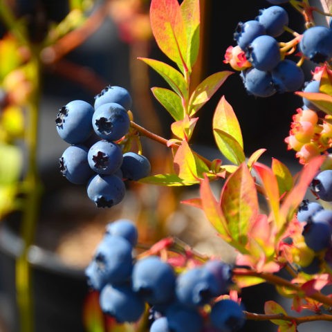 Red leaves in blueberries: causes, treatment