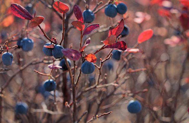 Red leaves in blueberries: causes, treatment