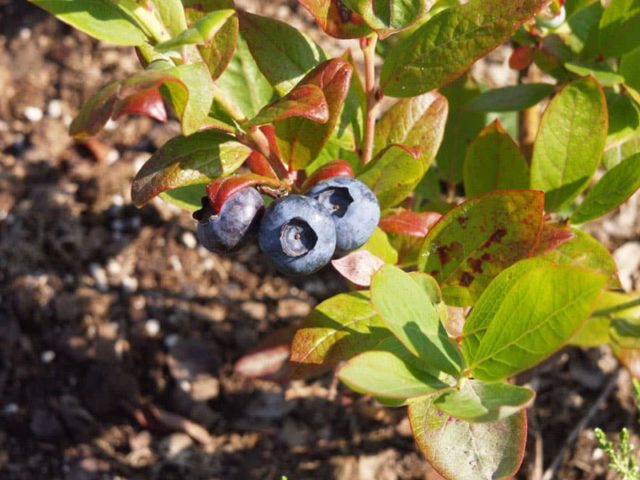 Red leaves in blueberries: causes, treatment