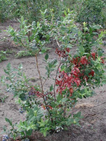 Red leaves in blueberries: causes, treatment