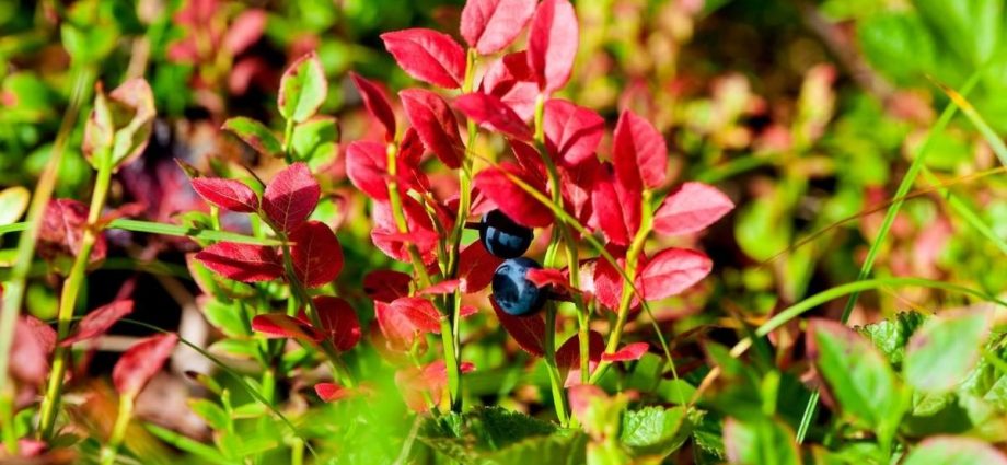 Red leaves in blueberries: causes, treatment