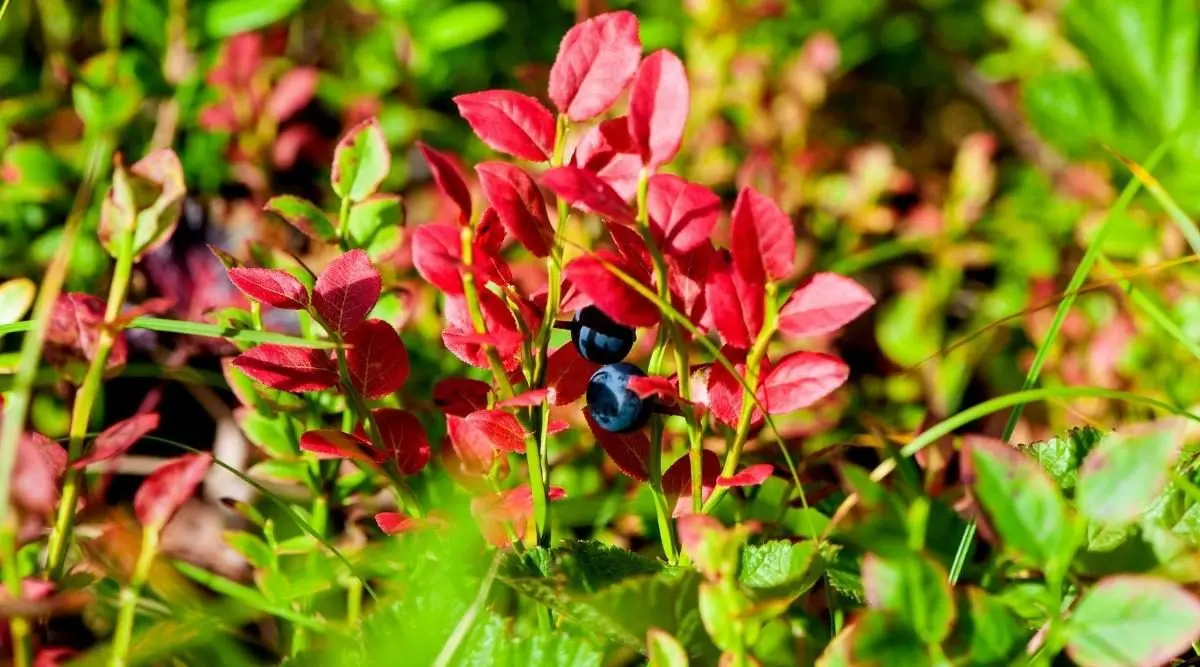 Red leaves in blueberries: causes, treatment