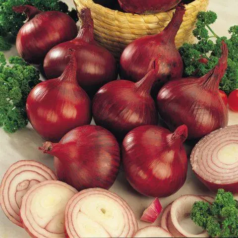 Red onion sets Carmen: description and characteristics of the variety, reviews