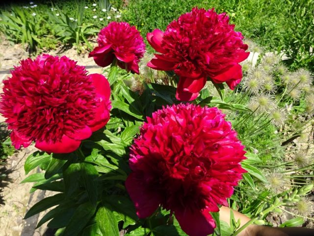 Red peonies: photos, the best varieties with names and descriptions