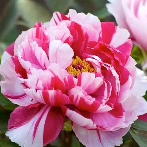 Red peonies: photos, the best varieties with names and descriptions