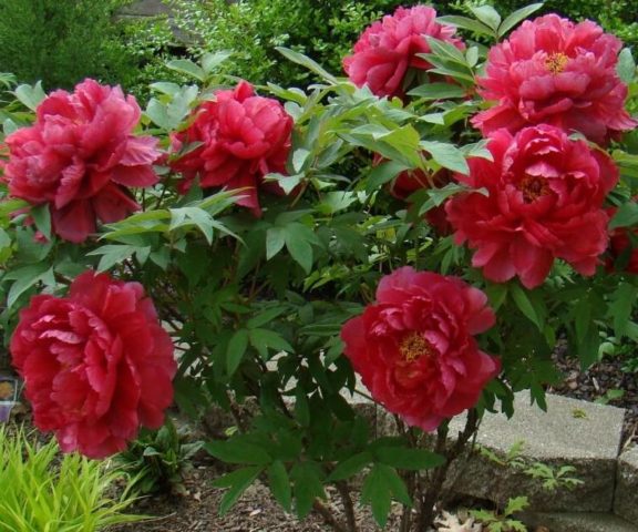 Red peonies: photos, the best varieties with names and descriptions