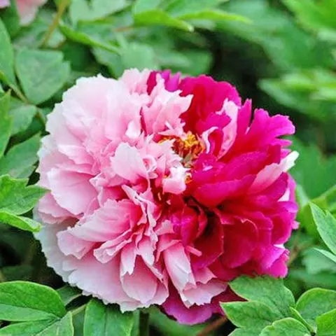 Red peonies: photos, the best varieties with names and descriptions