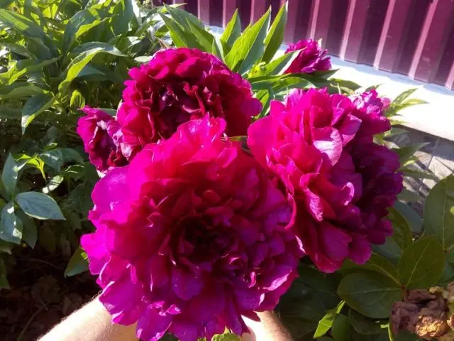 Red peonies: photos, the best varieties with names and descriptions