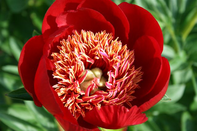 Red peonies: photos, the best varieties with names and descriptions