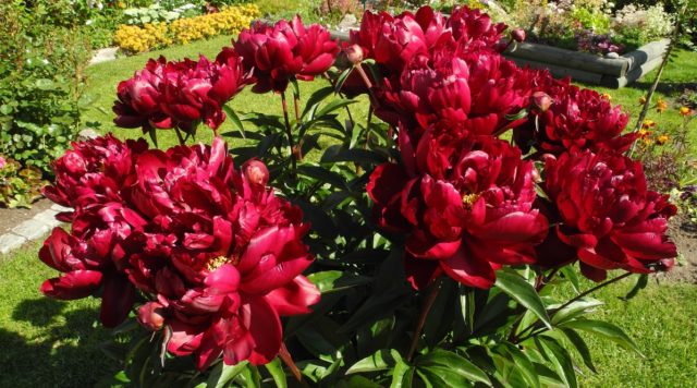 Red peonies: photos, the best varieties with names and descriptions