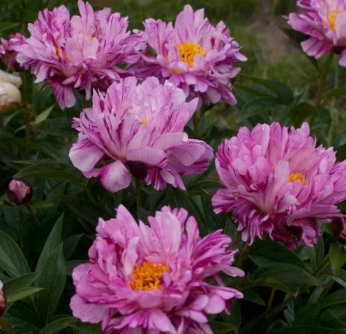 Red peonies: photos, the best varieties with names and descriptions