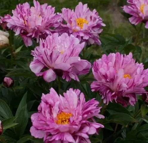 Red peonies: photos, the best varieties with names and descriptions