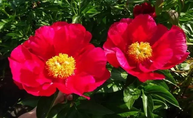 Red peonies: photos, the best varieties with names and descriptions