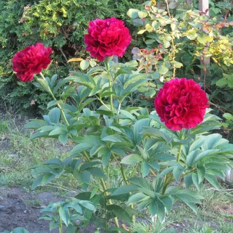 Red peonies: photos, the best varieties with names and descriptions