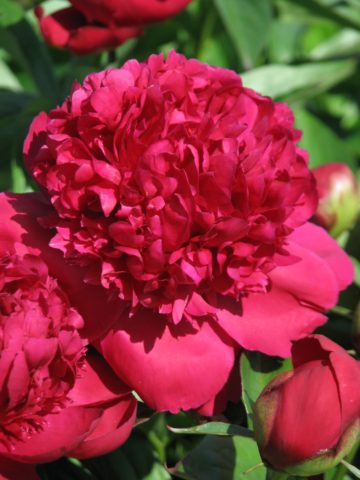 Red peonies: photos, the best varieties with names and descriptions