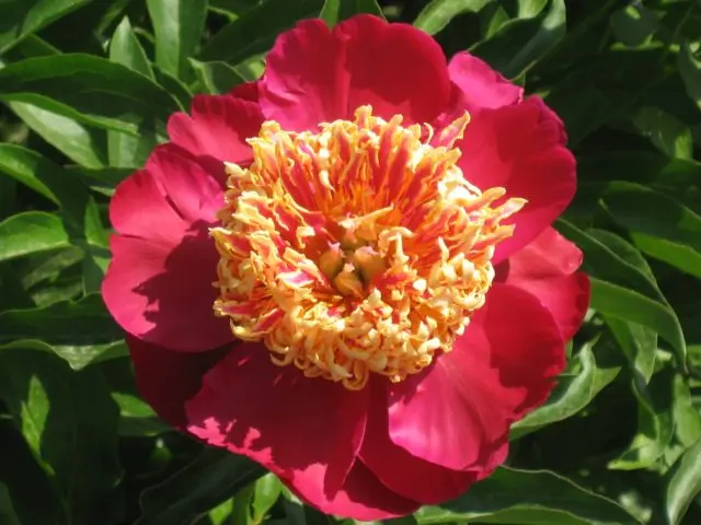 Red peonies: photos, the best varieties with names and descriptions