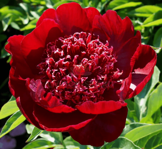 Red peonies: photos, the best varieties with names and descriptions