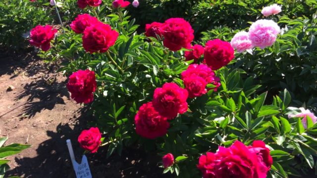 Red peonies: photos, the best varieties with names and descriptions