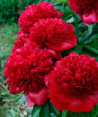 Red peonies: photos, the best varieties with names and descriptions