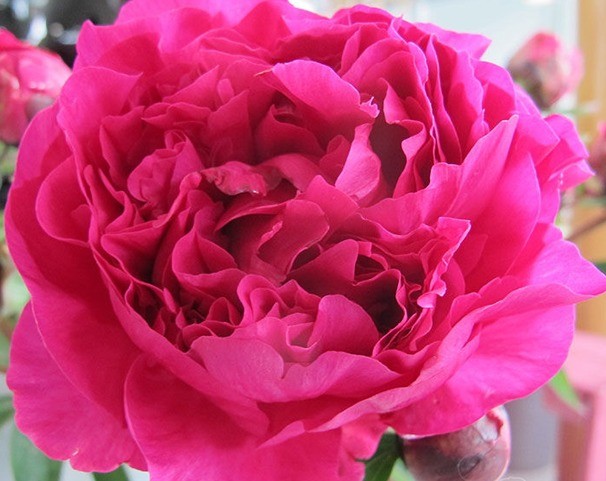 Red peonies: photos, the best varieties with names and descriptions