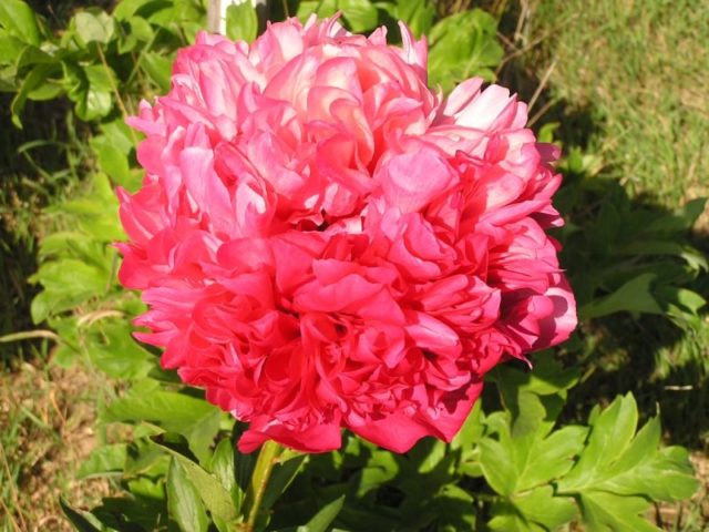 Red peonies: photos, the best varieties with names and descriptions