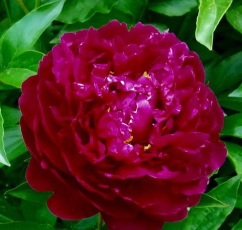 Red peonies: photos, the best varieties with names and descriptions