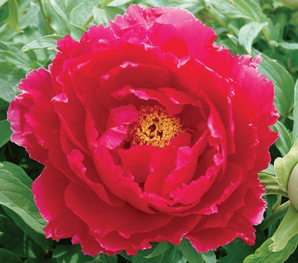 Red peonies: photos, the best varieties with names and descriptions